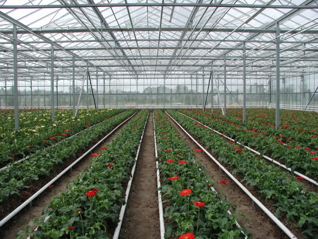 Тепличное хозяйство, овощеводство, растениеводство