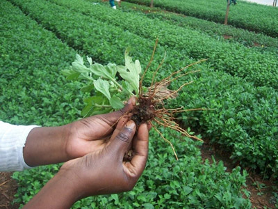 применение диоксида хлора